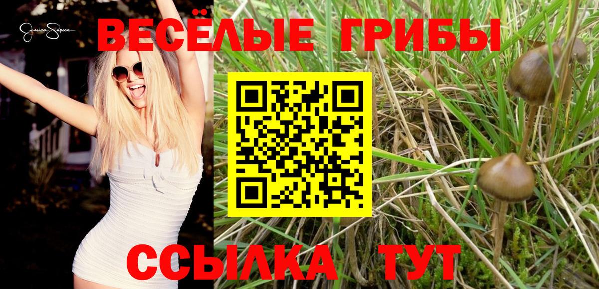 Галлюциногенные грибы Psilocybe Спасск-Дальний